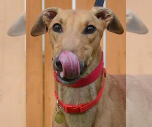 Greyhound Dogs for adoption in Minneapolis, MN, USA