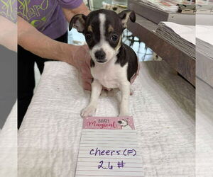 Chihuahua-Unknown Mix Dogs for adoption in Benton, LA, USA