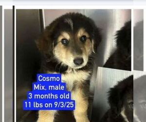 Australian Shepherd-Unknown Mix Dogs for adoption in Westwood, NJ, USA