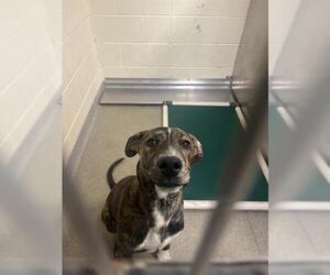Mutt Dogs for adoption in West Valley, UT, USA
