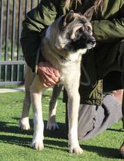 Akita-Unknown Mix Dogs for adoption in Grass Valley, CA, USA