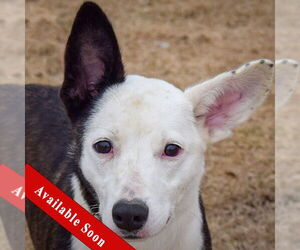 American Staffordshire Terrier-Unknown Mix Dogs for adoption in Huntley, IL, USA