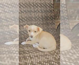 Chihuahua-Unknown Mix Dogs for adoption in San Antonio, TX, USA