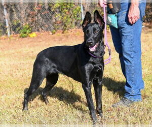 Doberman Pinscher-Unknown Mix Dogs for adoption in Glen Allen, VA, USA