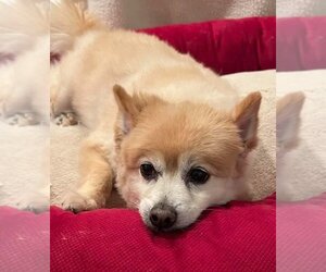 Pomeranian Dogs for adoption in Chester, NJ, USA