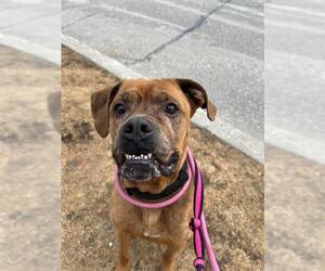 Boxer-Unknown Mix Dogs for adoption in Vaughan, Ontario, Canada