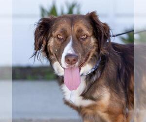 Australian Mountain Dog Dogs for adoption in San Diego, CA, USA
