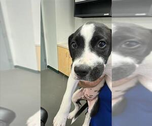 Boxer-Unknown Mix Dogs for adoption in Corpus Christi, TX, USA