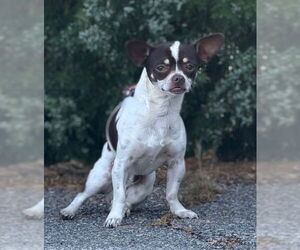 Chihuahua-Unknown Mix Dogs for adoption in Raleigh, NC, USA