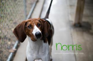 English Foxhound Dogs for adoption in Kendallville, IN, USA