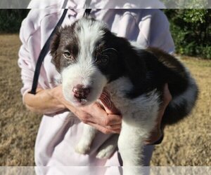 Border Collie-Brittany Mix Dogs for adoption in Curwensville, PA, USA