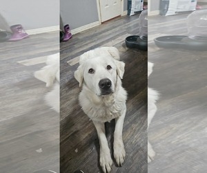Great Pyrenees Dogs for adoption in Bountiful, UT, USA