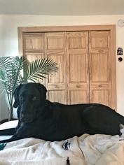 Medium Photo #1 Coonhound-Golden Retriever Mix Puppy For Sale in Princeton, MN, USA