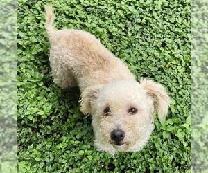 Poodle (Miniature)-Unknown Mix Dogs for adoption in San Antonio, TX, USA