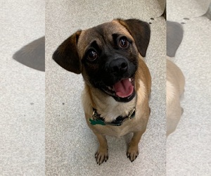 Puggle Dogs for adoption in Rockaway, NJ, USA
