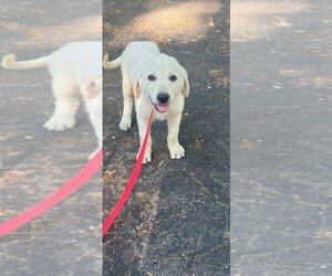 Labrador Retriever Dogs for adoption in Woodbridge , NJ, USA