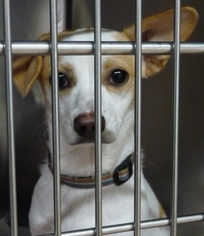 Chiweenie Dogs for adoption in Zanesville, OH, USA