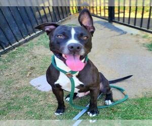 American Staffordshire Terrier-Unknown Mix Dogs for adoption in Long Beach, CA, USA