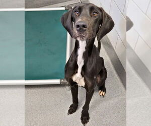 Great Dane-Unknown Mix Dogs for adoption in Bullard, TX, USA