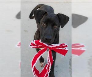Labrador Retriever-Unknown Mix Dogs for adoption in Tulsa, OK, USA