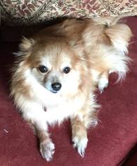Medium Photo #1 Pomeranian-Unknown Mix Puppy For Sale in Nesquehoning, PA, USA