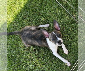 Boston Terrier Dogs for adoption in Chico, CA, USA