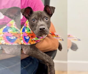 Mutt Dogs for adoption in Hilton Head, SC, USA