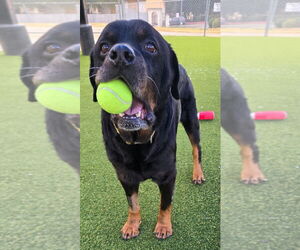 Rottweiler Dogs for adoption in San Antonio, TX, USA