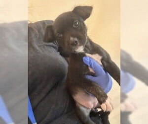 Labrador Retriever-Unknown Mix Dogs for adoption in Houston, TX, USA