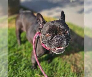 French Bulldog Dogs for adoption in Camarillo, CA, USA