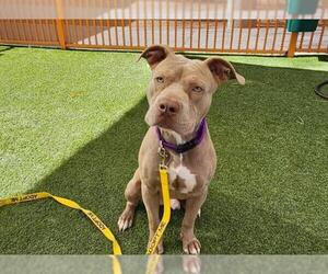 American Pit Bull Terrier-Unknown Mix Dogs for adoption in Las Vegas, NV, USA