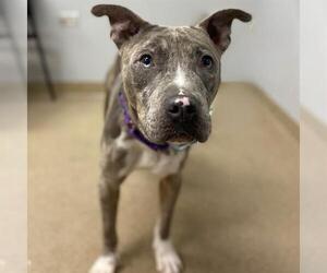 American Pit Bull Terrier Dogs for adoption in Aurora, CO, USA