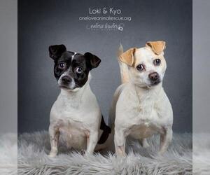 Chi-Corgi Dogs for adoption in Blackwood, NJ, USA