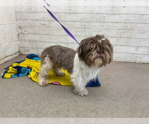 Shih Tzu Dogs for adoption in San Bernardino, CA, USA