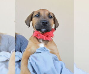 Labrador Retriever-Unknown Mix Dogs for adoption in McKinney, TX, USA