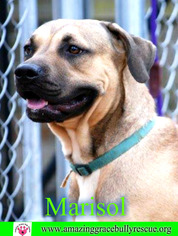 Rottweiler-Unknown Mix Dogs for adoption in Pensacola, FL, USA