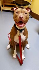 American Pit Bull Terrier Dogs for adoption in Perth Amboy, NJ, USA
