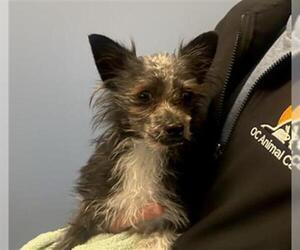 Cairn Terrier-Unknown Mix Dogs for adoption in Orange, CA, USA