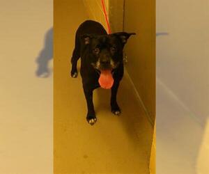 American Pit Bull Terrier Dogs for adoption in Sanford, FL, USA