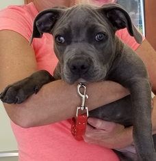 Medium Photo #1 American Pit Bull Terrier Puppy For Sale in Royal Palm Beach, FL, USA