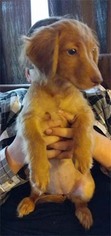 Dameranian Dogs for adoption in Chantilly, VA, USA