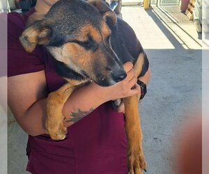 German Shepherd Dog Dogs for adoption in Texas City, TX, USA