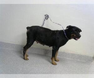 Rottweiler-Unknown Mix Dogs for adoption in Pasadena, TX, USA