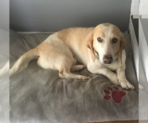Basset Hound Dogs for adoption in Sandy, UT, USA