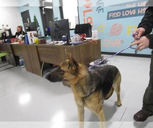 German Shepherd Dog Dogs for adoption in Temple, TX, USA