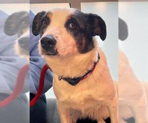 Collie Dogs for adoption in Louisville, KY, USA