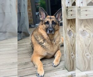 German Shepherd Dog Dogs for adoption in  Ramona, CA, USA