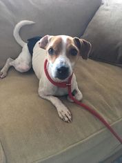 Jack Russell Terrier Dogs for adoption in Seahurst, WA, USA