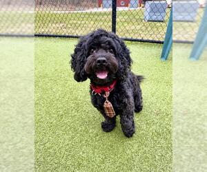 Cockapoo (Miniature) Dogs for adoption in Dedham, MA, USA