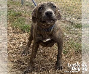 Boxer-Unknown Mix Dogs for adoption in Washington, DC, USA